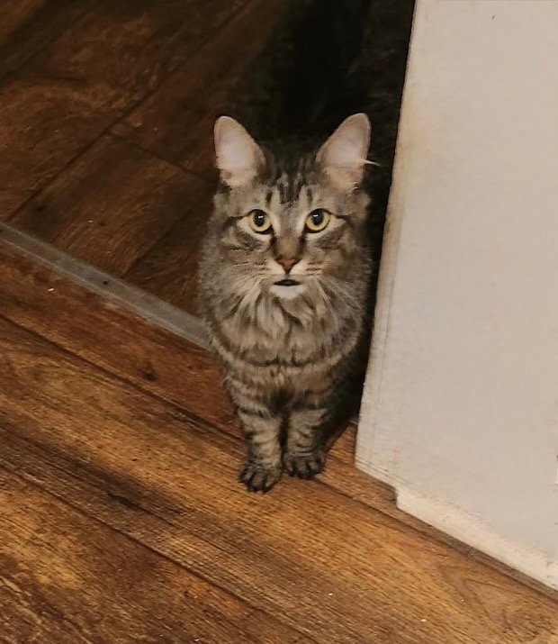 Bella