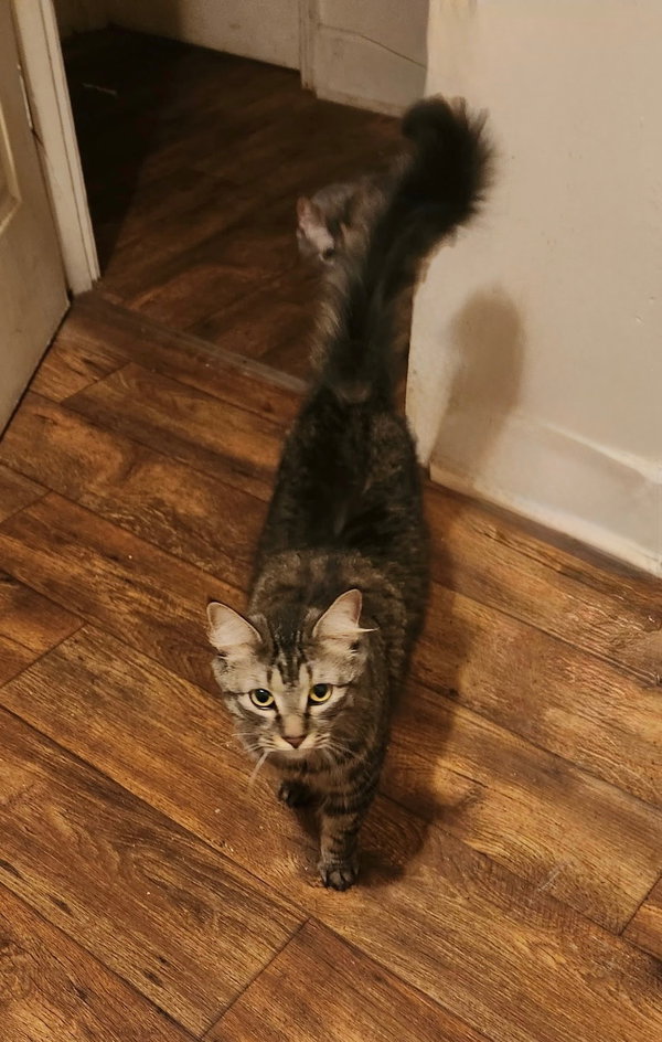 Bella
