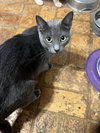 Baby Bluebell - Photo 1