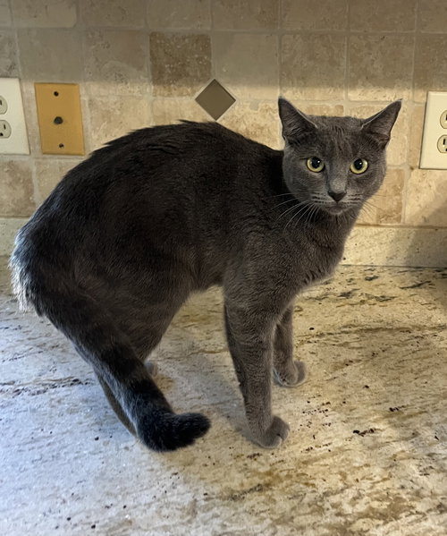 BABY BLUEBELL - Russian Blue available for adoption