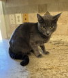 Baby Bluebell - Photo 3