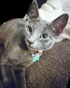 Baby Bluebell - Photo 4