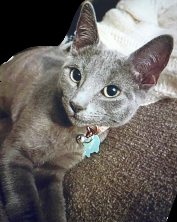 Bluebell