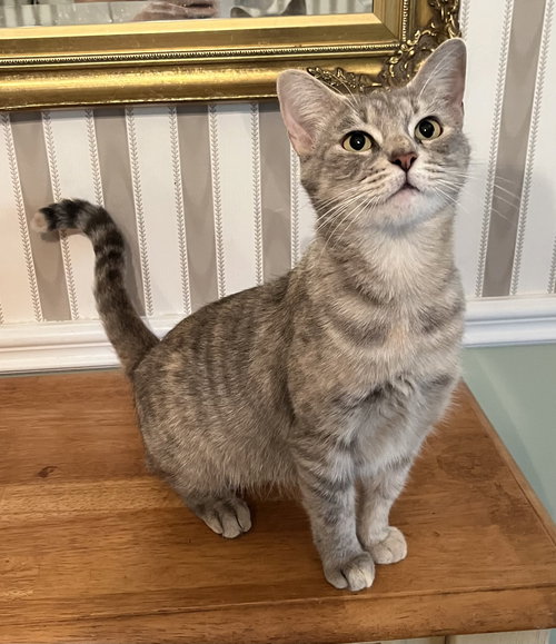 picture of the cat needing adoption