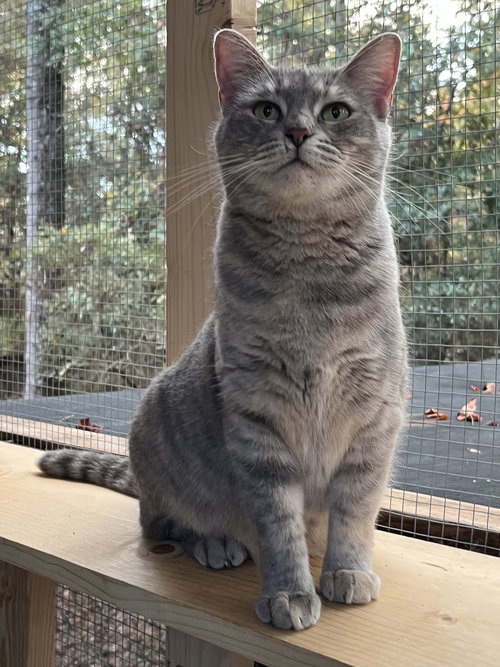 BLUEBELL - Tabby / Domestic Short Hair available for adoption