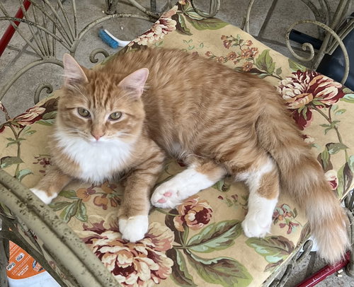picture of the cat needing adoption