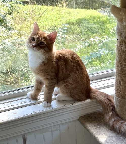 MANGO - Domestic Medium Hair / Maine Coon available for adoption