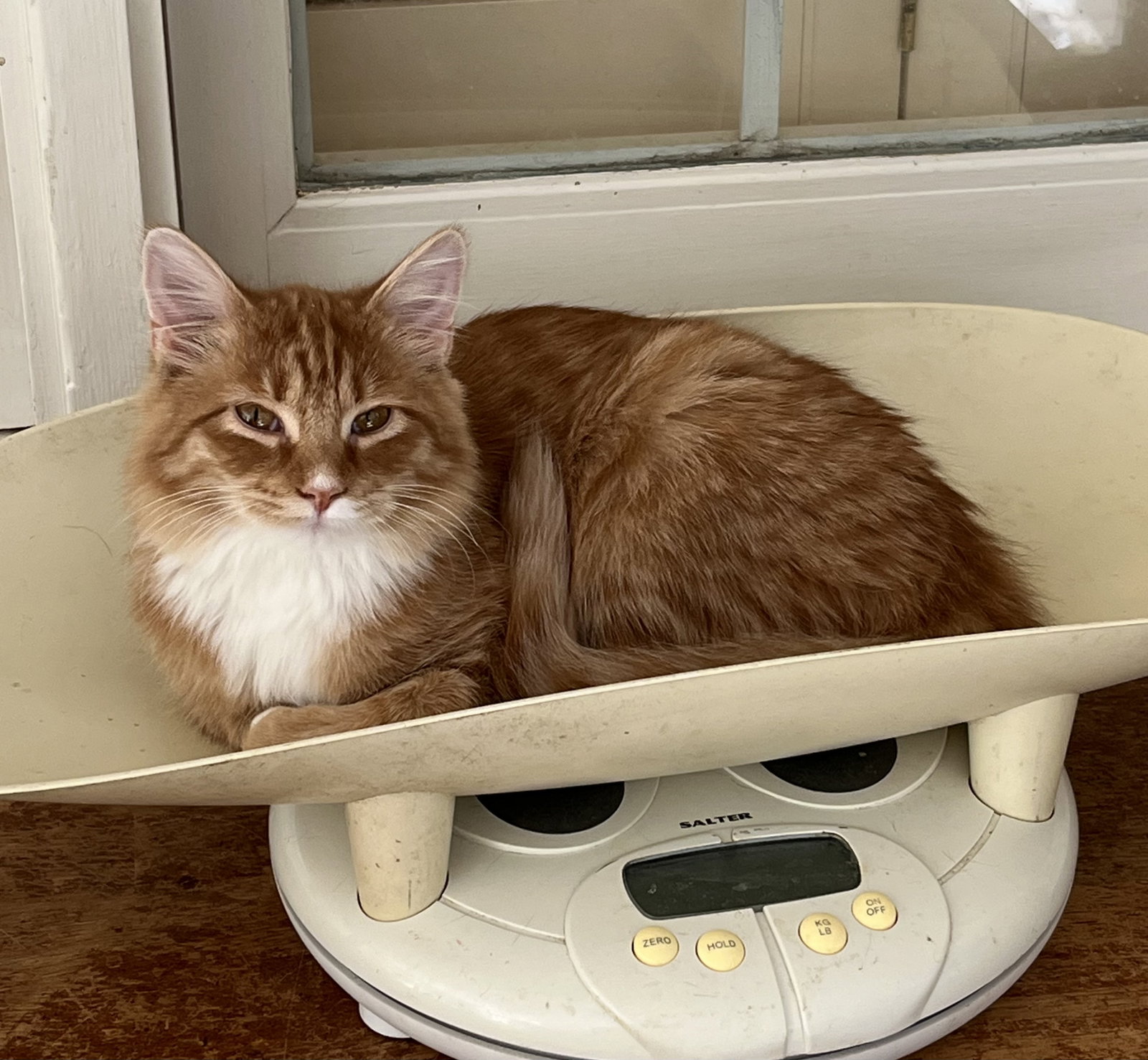 Marmalade Image