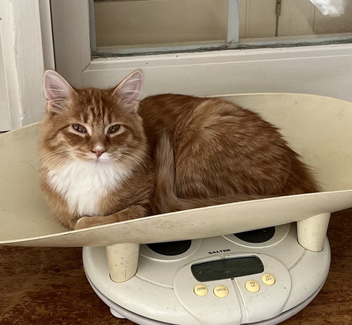 picture of the cat needing adoption