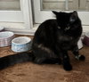 Nutmeg - Photo 3