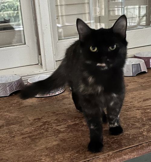 picture of the cat needing adoption