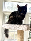 Nutmeg - Photo 1