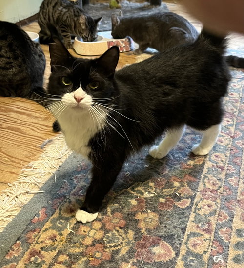 picture of the cat needing adoption