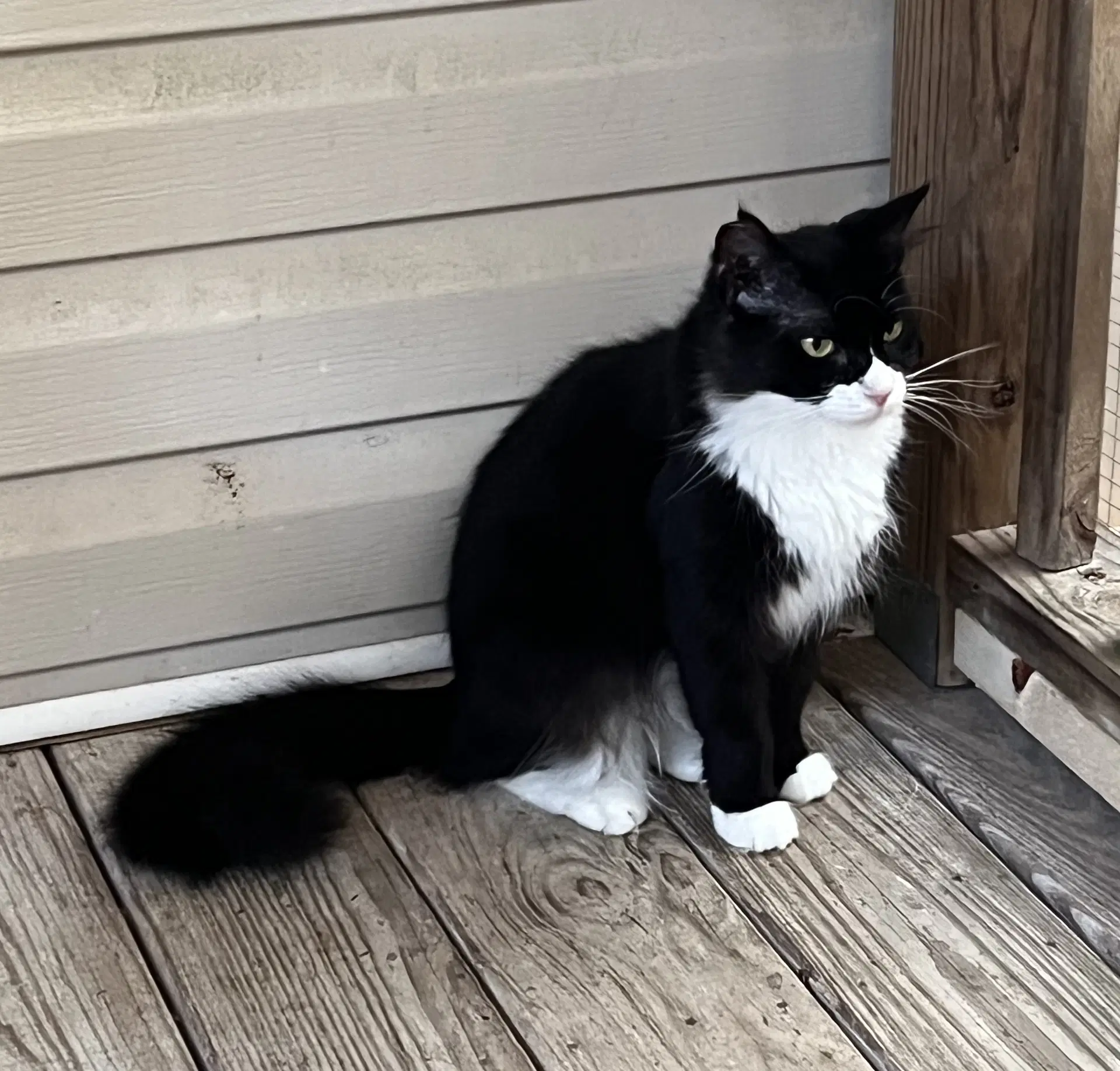 Blackie image 2