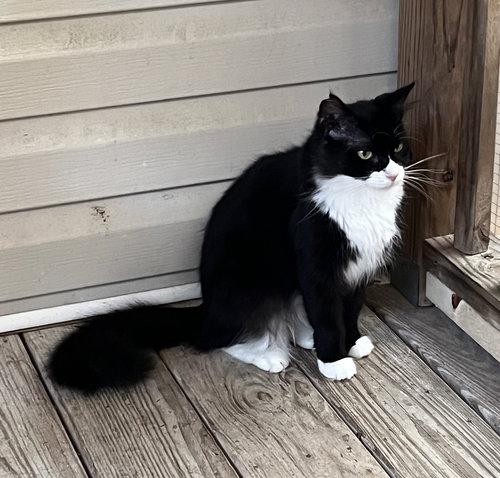 VELVET - Domestic Medium Hair / Tuxedo available for adoption