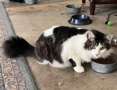 picture of the cat needing adoption