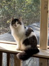 Josie - Photo 1
