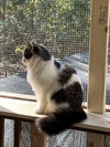 Josie - Photo 2