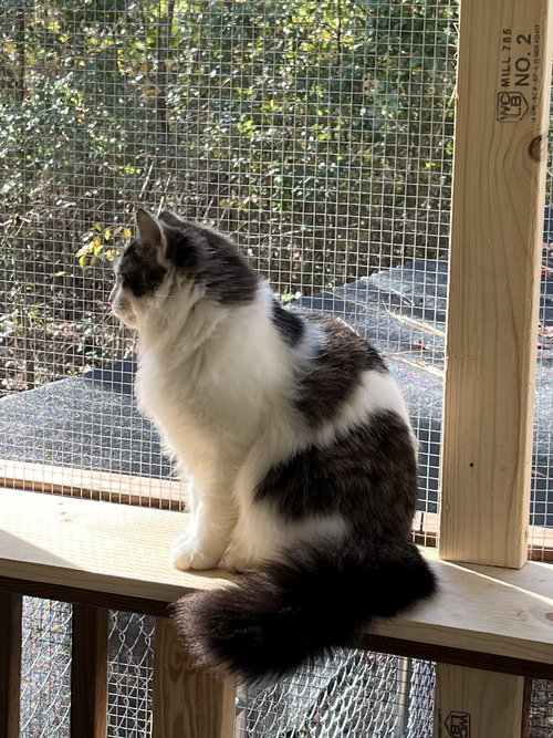 JOSIE - Domestic Medium Hair available for adoption