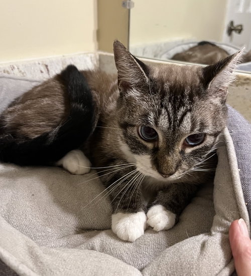 picture of the cat needing adoption