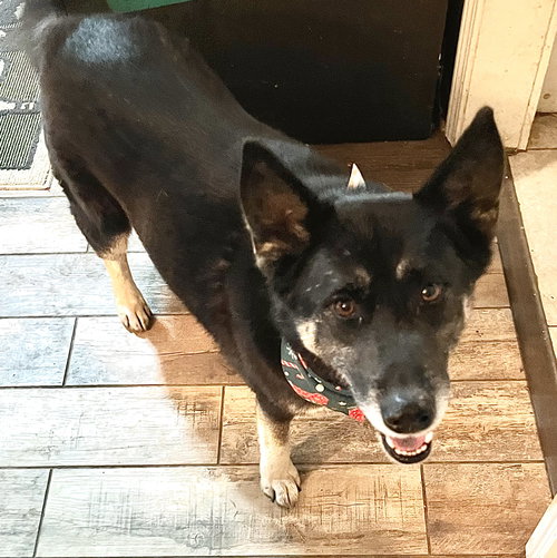 PETRA - Husky / German Shepherd Dog available for adoption
