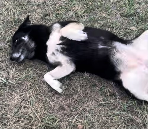 PETRA - Husky / German Shepherd Dog available for adoption