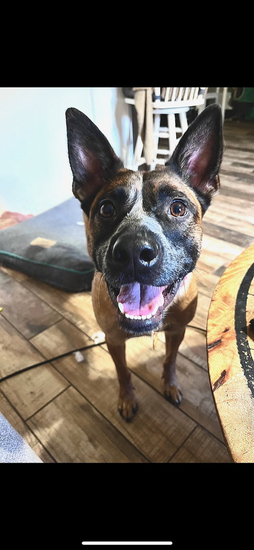 CHERRY - Red Heeler available for adoption