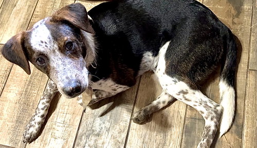 BOURBON - Australian Cattle Dog/Blue Heeler / Feist available for adoption