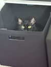 Willow - Photo 2