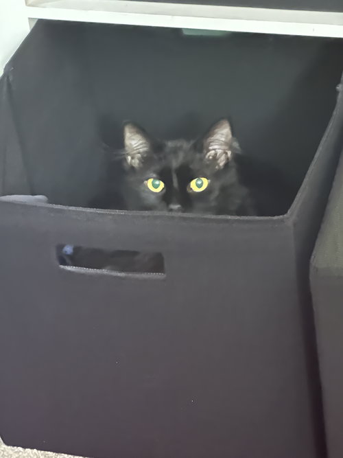 WILLOW - Domestic Medium Hair available for adoption