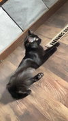 Willow - Photo 3
