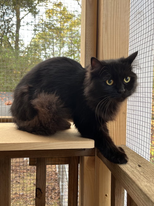 WILLOW - Domestic Medium Hair available for adoption