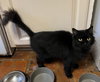 Willow - Photo 4