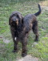 Boone (Labradoodle) - Photo 2