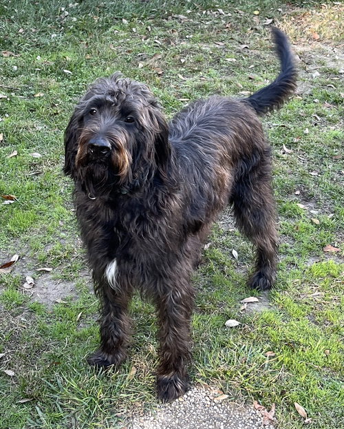 BOONE (LABRADOODLE) - Labrador Retriever / Poodle (Standard) available for adoption