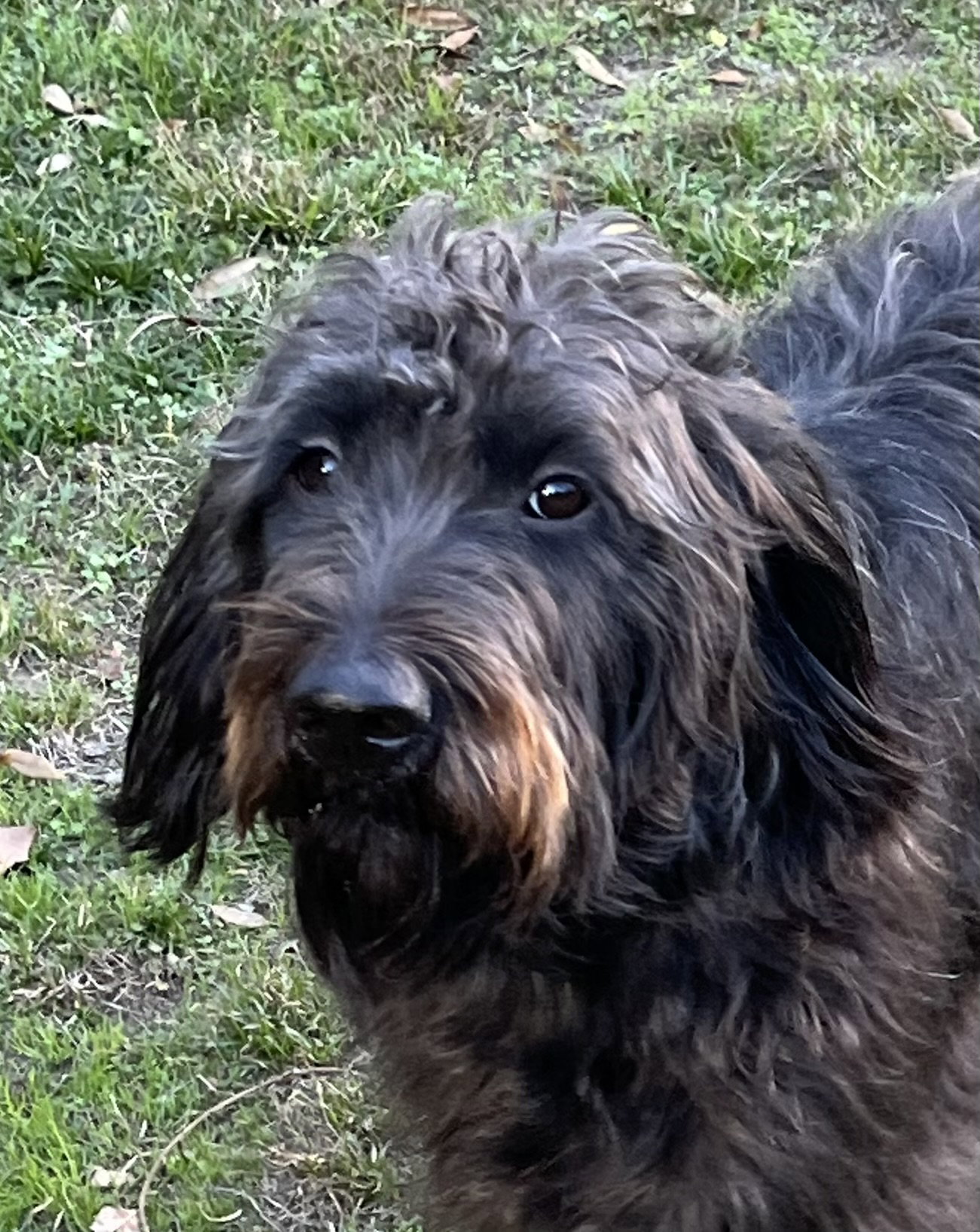 Boone (Labradoodle) Image