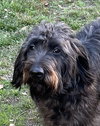 Boone (Labradoodle) - Photo 1