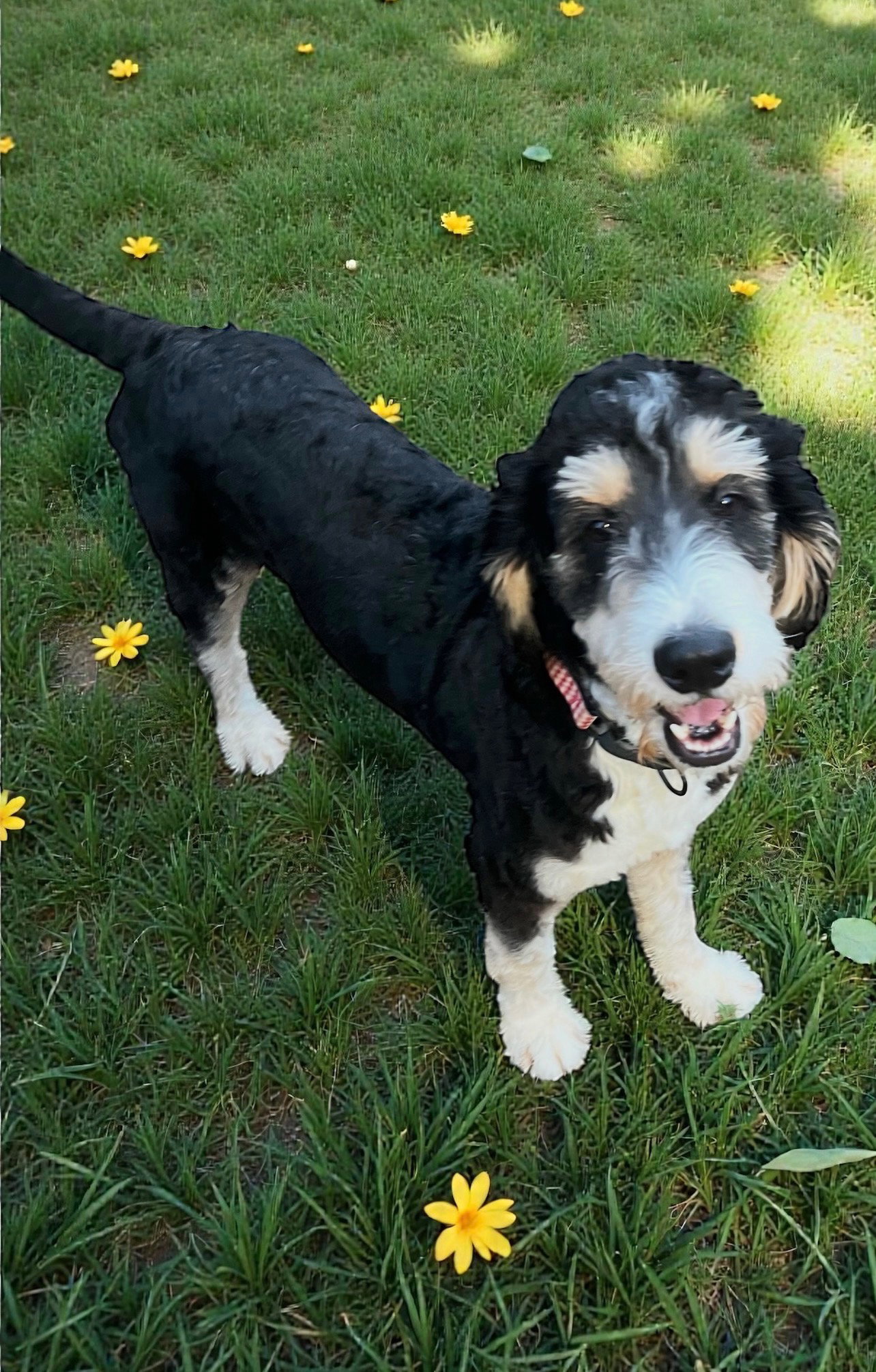 Bernie (Bernedoodle) Image
