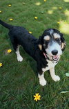 Bernie (Bernedoodle) - Photo 1