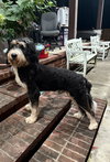 Bernie (Bernedoodle) - Photo 2
