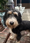 Bernie (Bernedoodle) - Photo 3