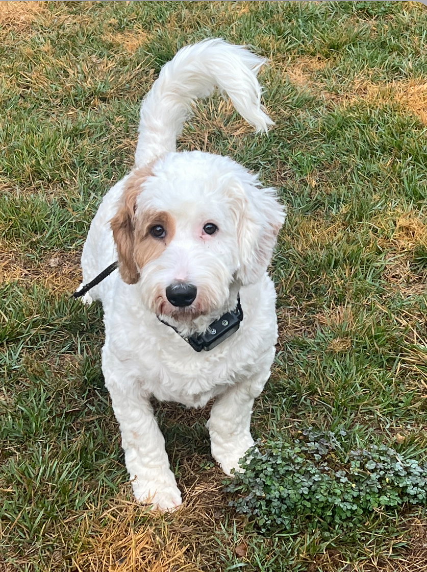 Percy (Bassetdoodle) Image