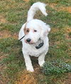 Percy (Bassetdoodle) - Photo 2