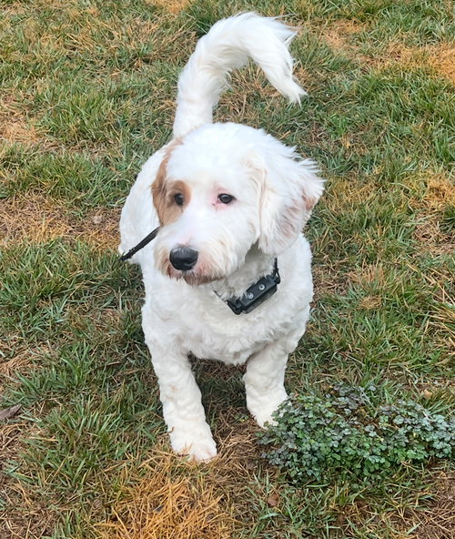 PERCY (BASSETDOODLE) - Poodle (Standard) / Basset Hound available for adoption