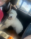 Percy (Bassetdoodle) - Photo 3