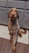Gunner - Photo 1
