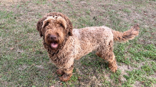 GUNNER - Golden Retriever / Poodle (Standard) available for adoption