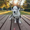 Peach - Photo 2