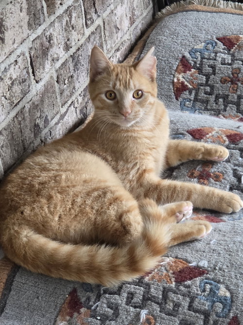 AURUM - Tabby / Domestic Short Hair available for adoption