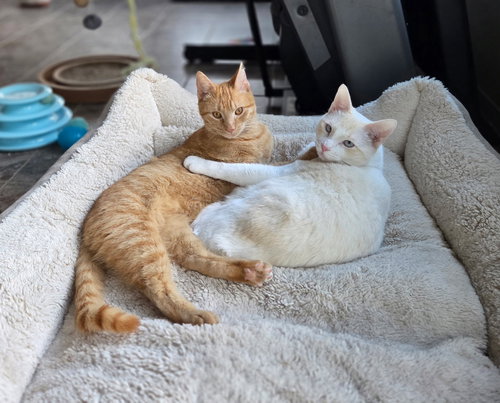 AURUM - Tabby / Domestic Short Hair available for adoption